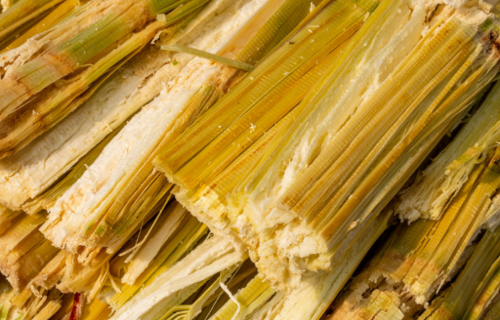 bagasse