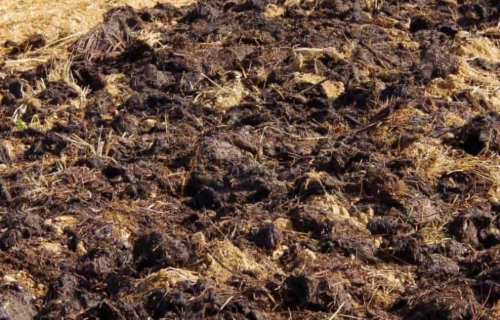 cow manure