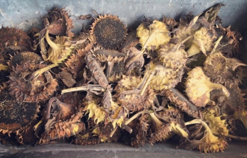 dry sunflower