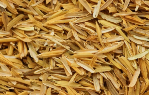rice husk